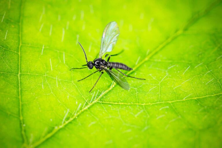 Fungus Gnats: Complete Guide to Eliminate Them for Good