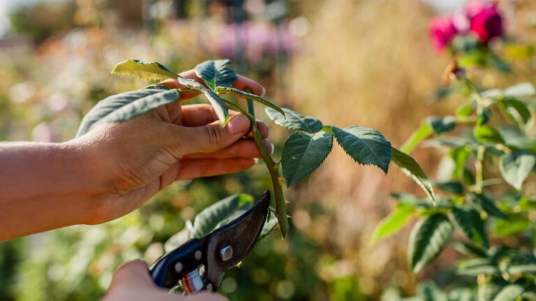 How to Propagate Shrubs in September: Complete Guide