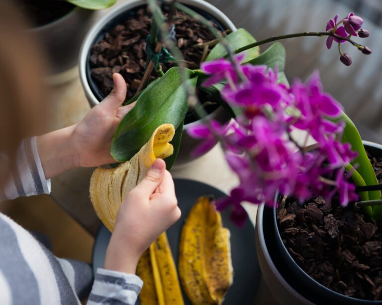 Should You Use Banana Peels on Plant Leaves? Science Says No