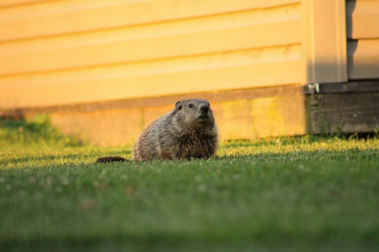 A groundhog sitting in the grass in front of a house