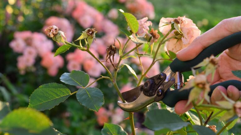 September Deadheading Guide: What Works & What Doesn’t