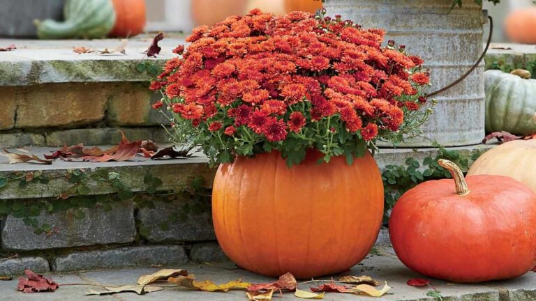 Fall Flowers for Containers That Last (Expert Guide)
