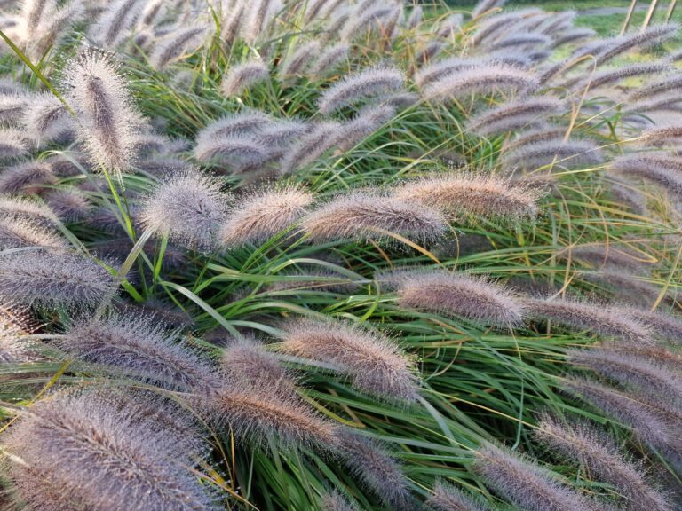 Ornamental Grasses for Fall Color: What Actually Works