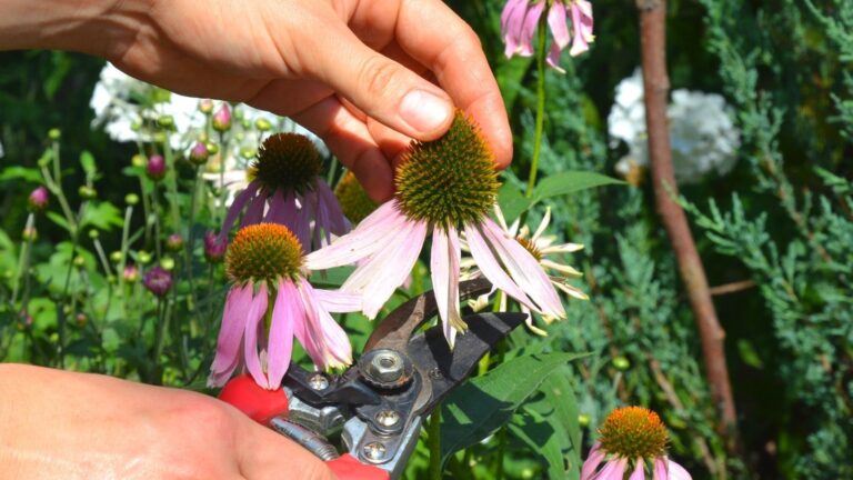 Coneflower Pruning: Deadheading & Cutting Back Guide