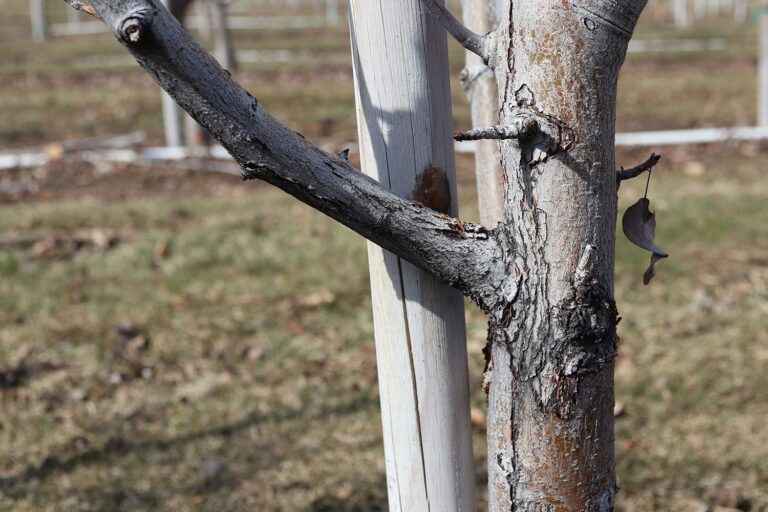 Fruit Tree Pruning Guide: Best Timing for Each Tree Type