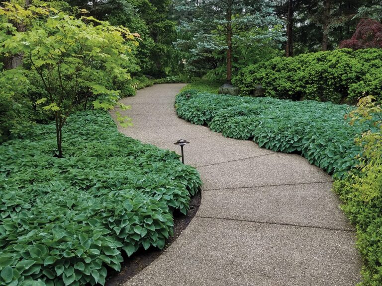 Top Native Ground Covers for Every Yard: Low-Maintenance, Eco-Friendly Options