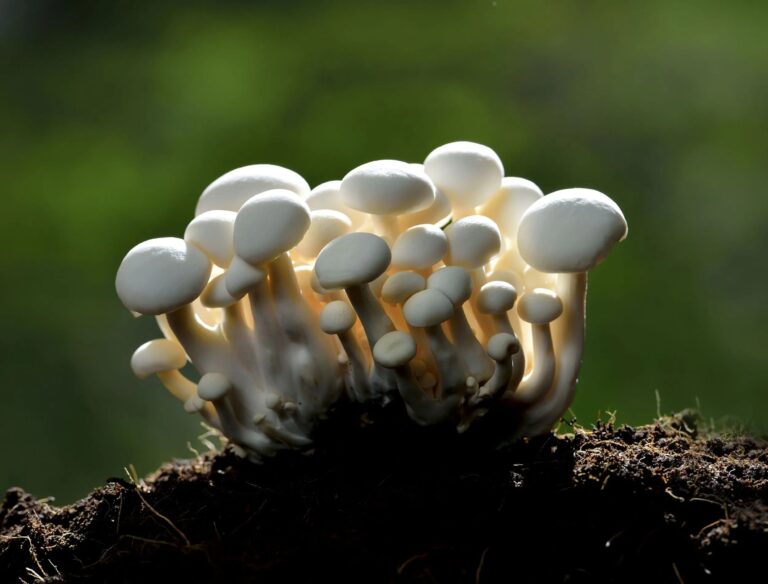 Mushrooms in Garden: What They Really Mean for Your Soil