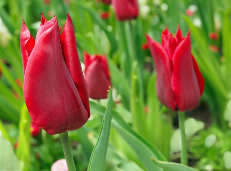 Spring-Flowering Bulbs to Plant in Fall: Complete Guide