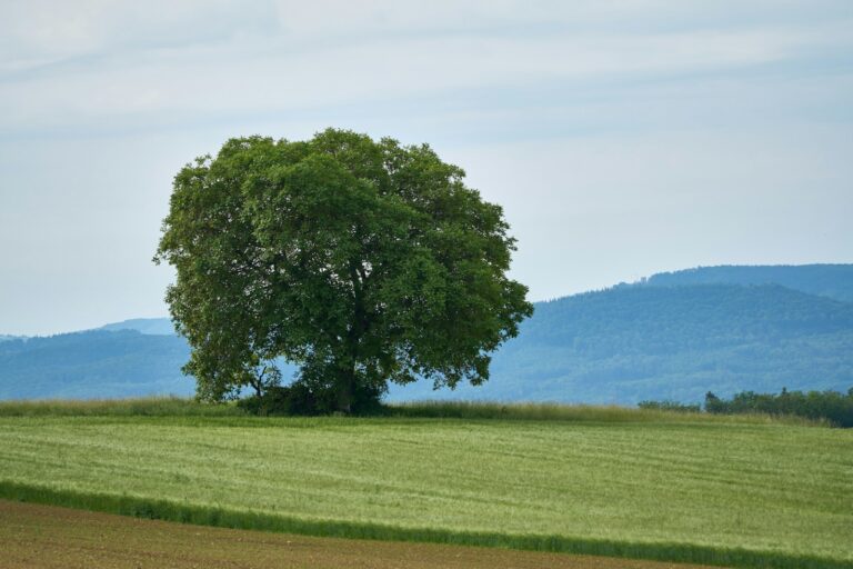 a lone tree in a field of green grass